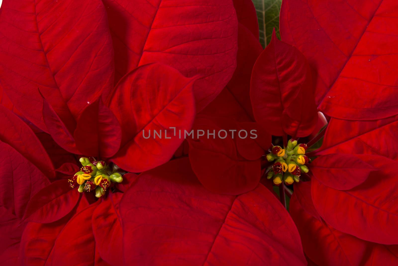 Close up of the beautiful poinsettia (Euphorbia pulcherrima) flower.