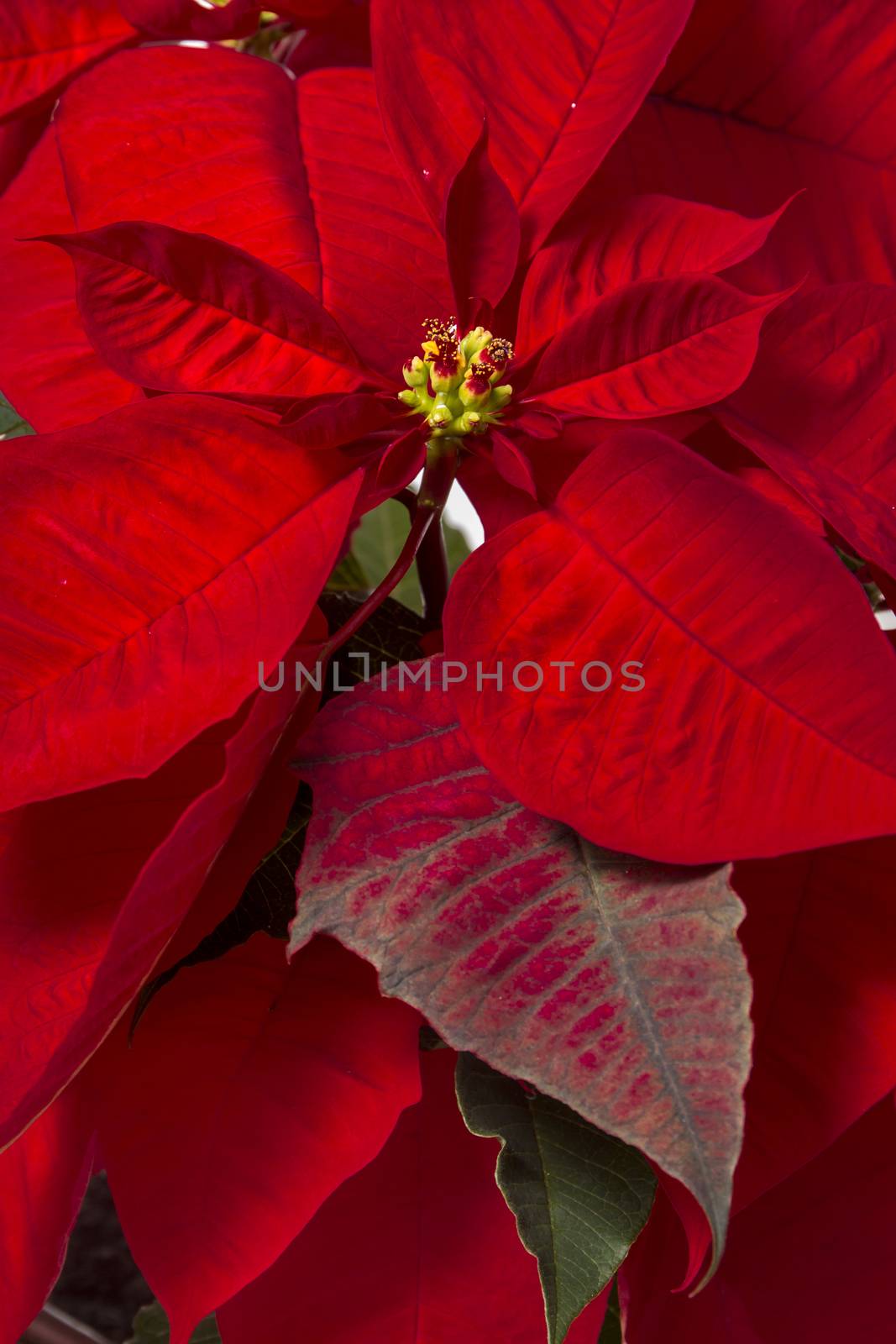 Close up of the beautiful poinsettia (Euphorbia pulcherrima) flower.