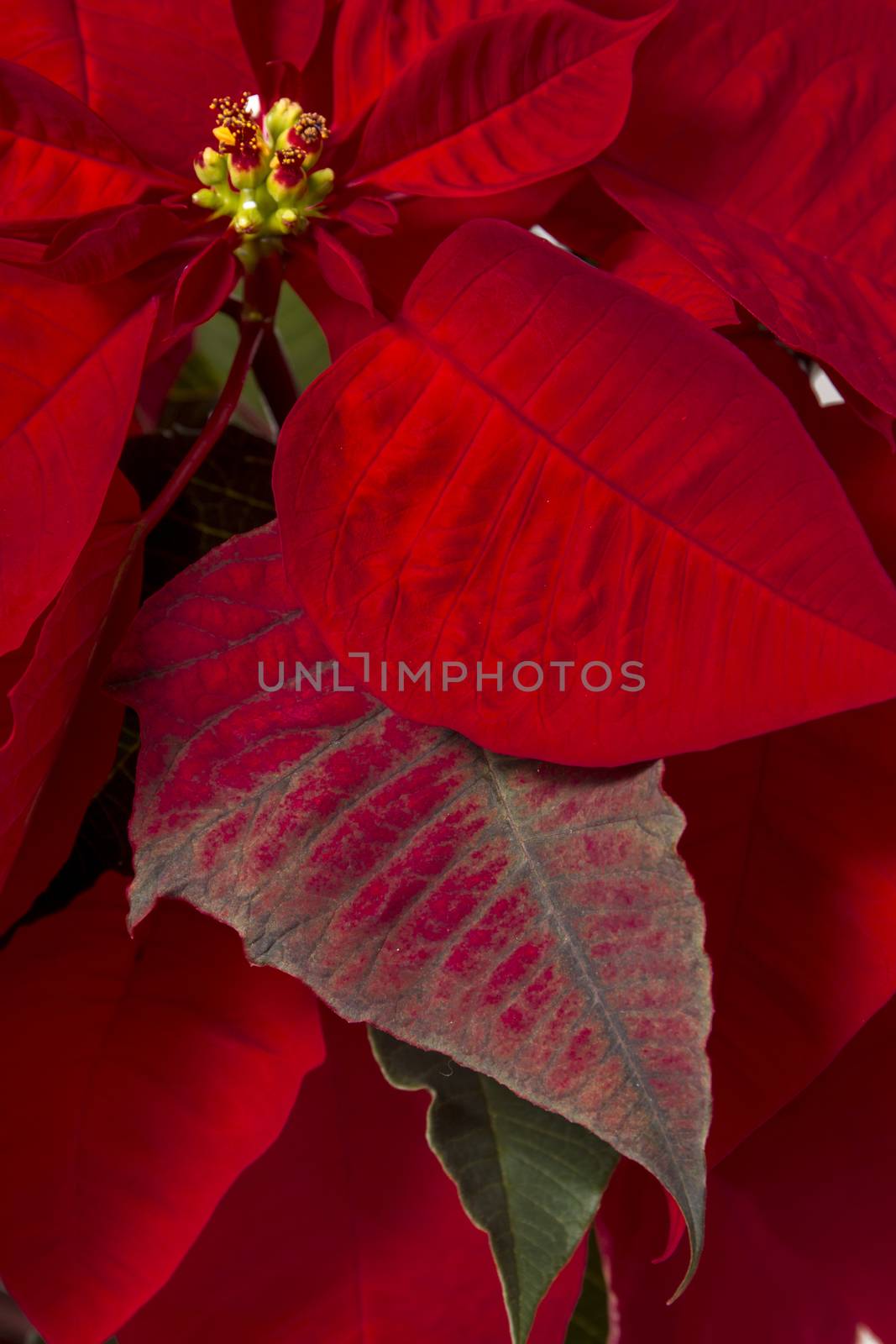 Close up of the beautiful poinsettia (Euphorbia pulcherrima) flower.