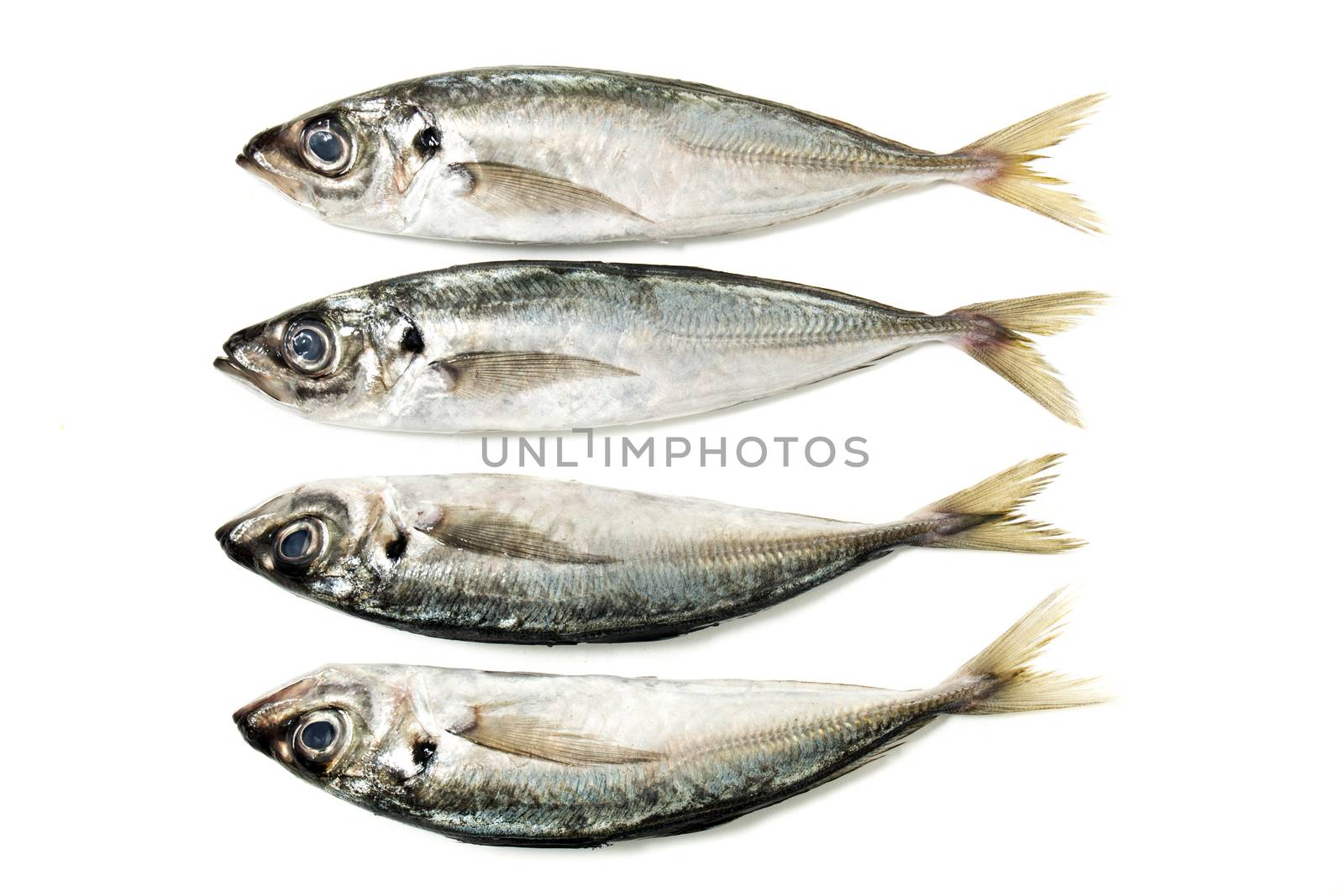 Raw short mackerel fish isolated on a white background.