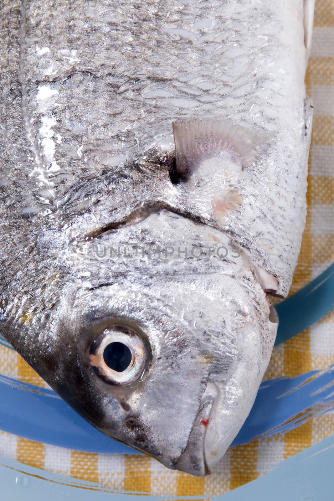 Gilt-head bream fish on a plate.