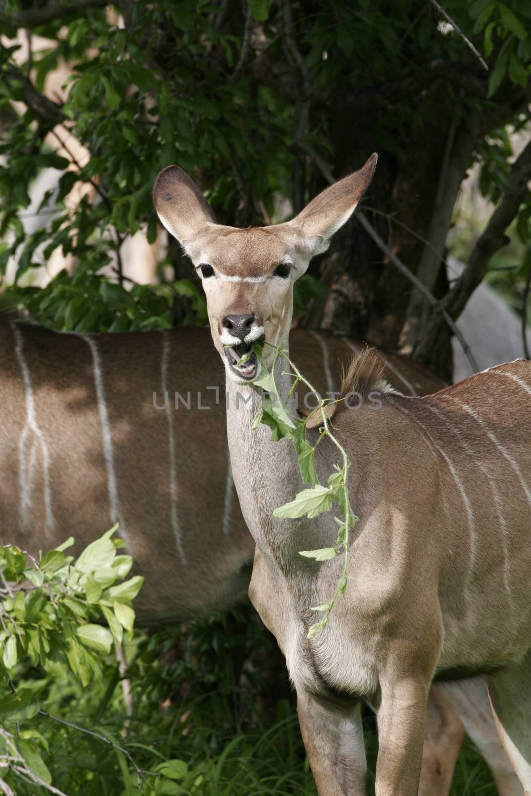 Wild Antelope mammal in African Botswana savannah by desant7474
