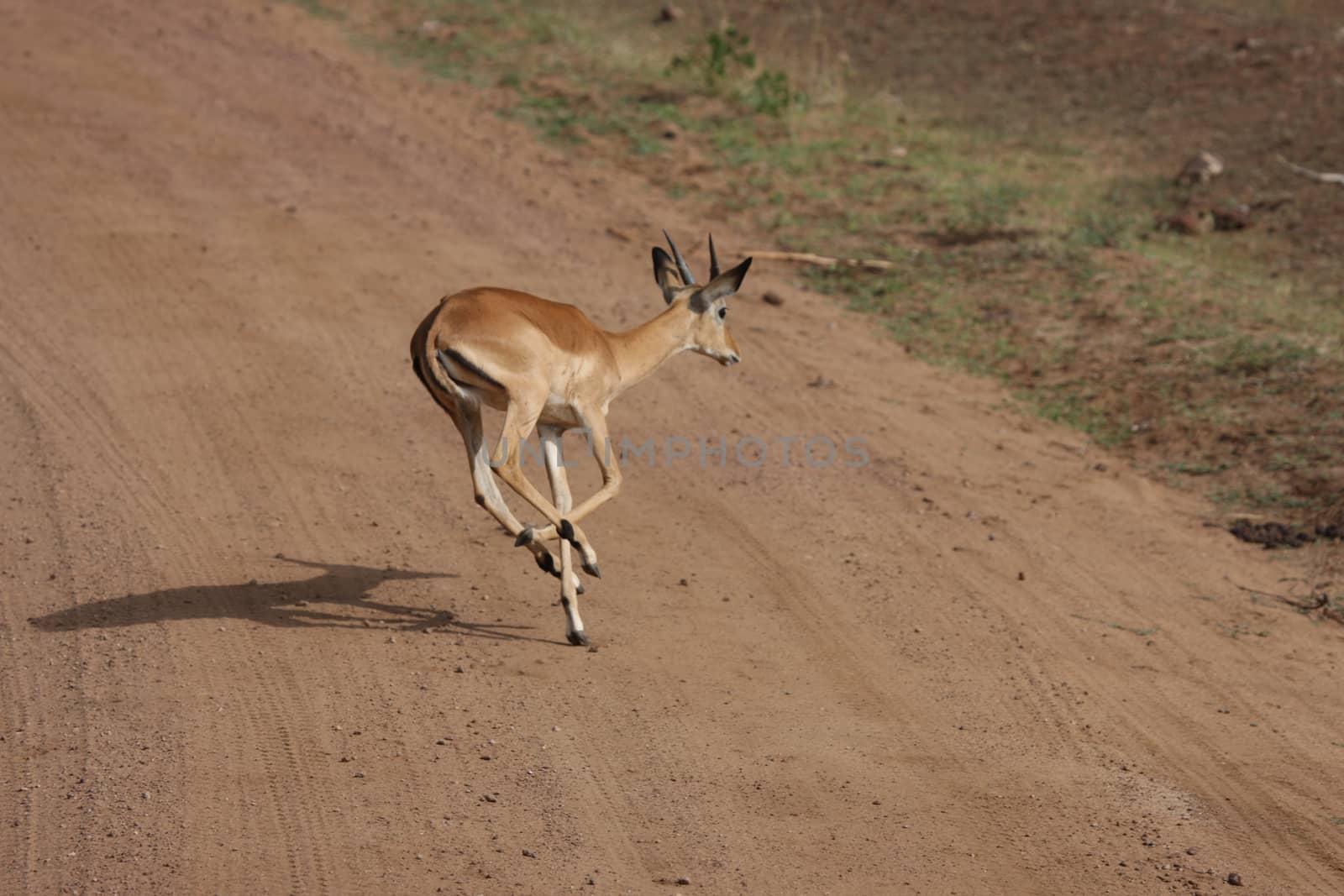 Wild Antelope mammal in African Botswana savannah by desant7474