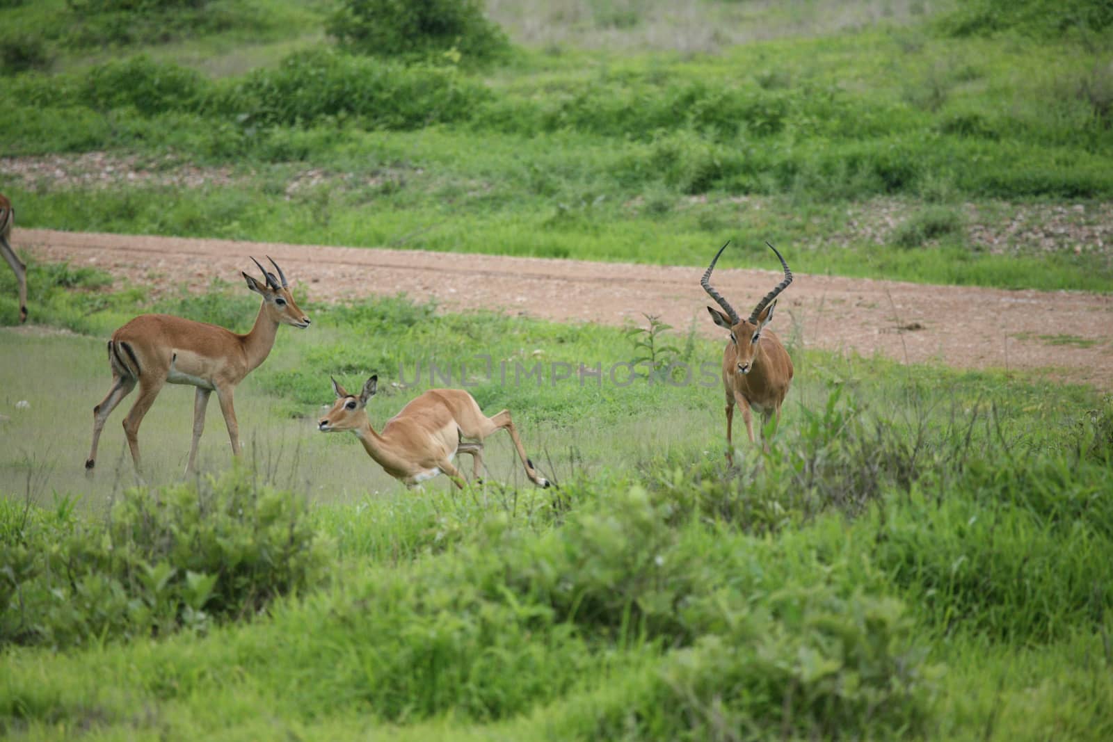 Wild Antelope mammal in African Botswana savannah by desant7474