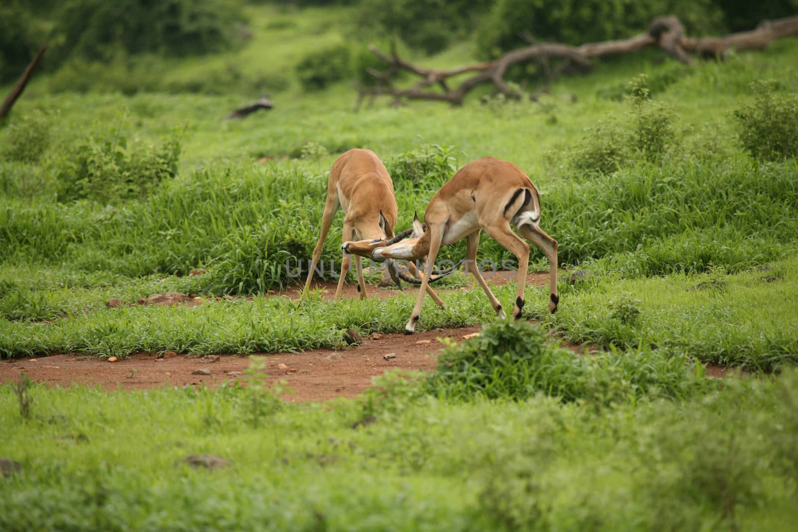 Wild Antelope mammal in African Botswana savannah