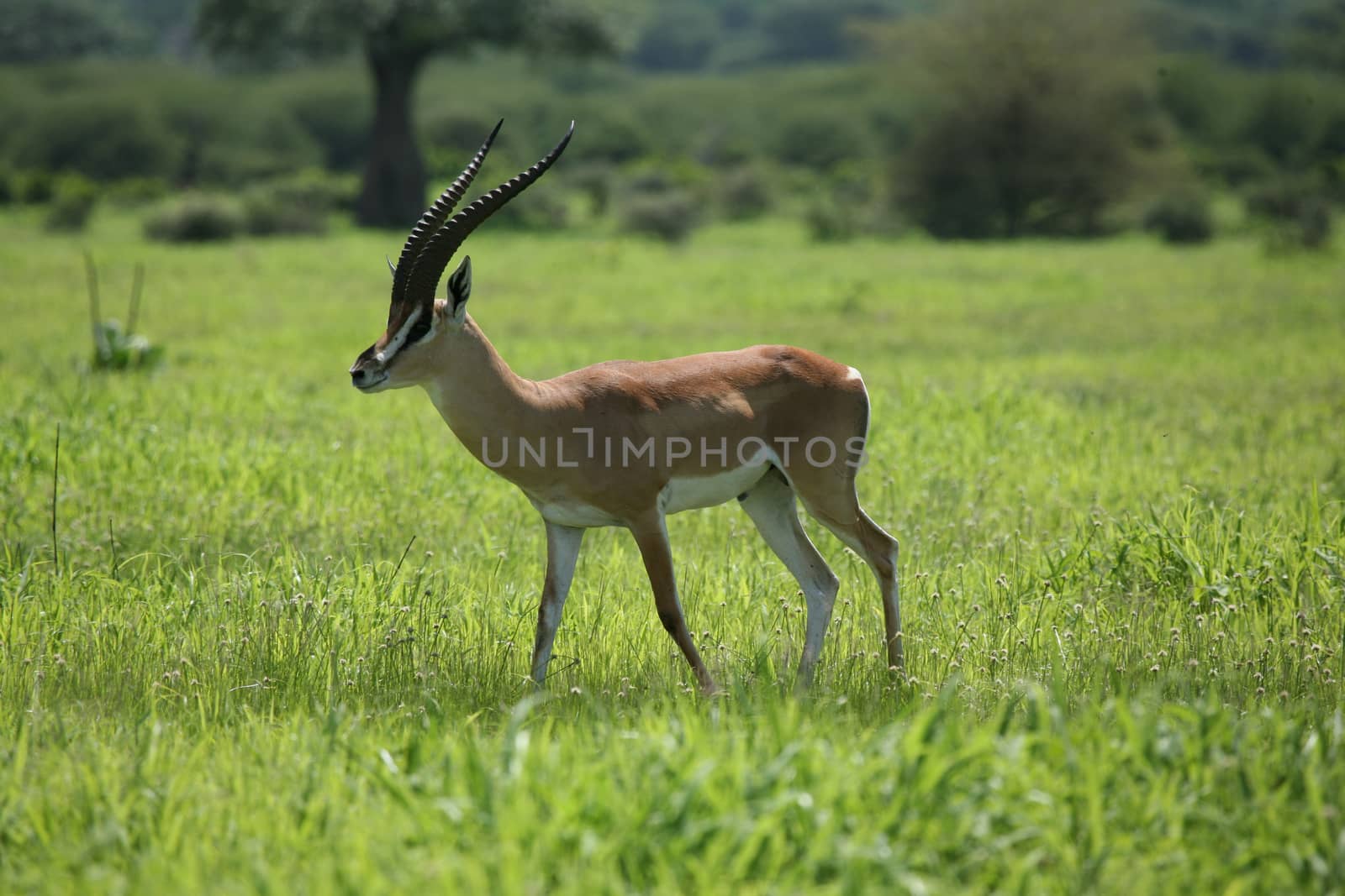 Wild Antelope mammal in African Botswana savannah by desant7474