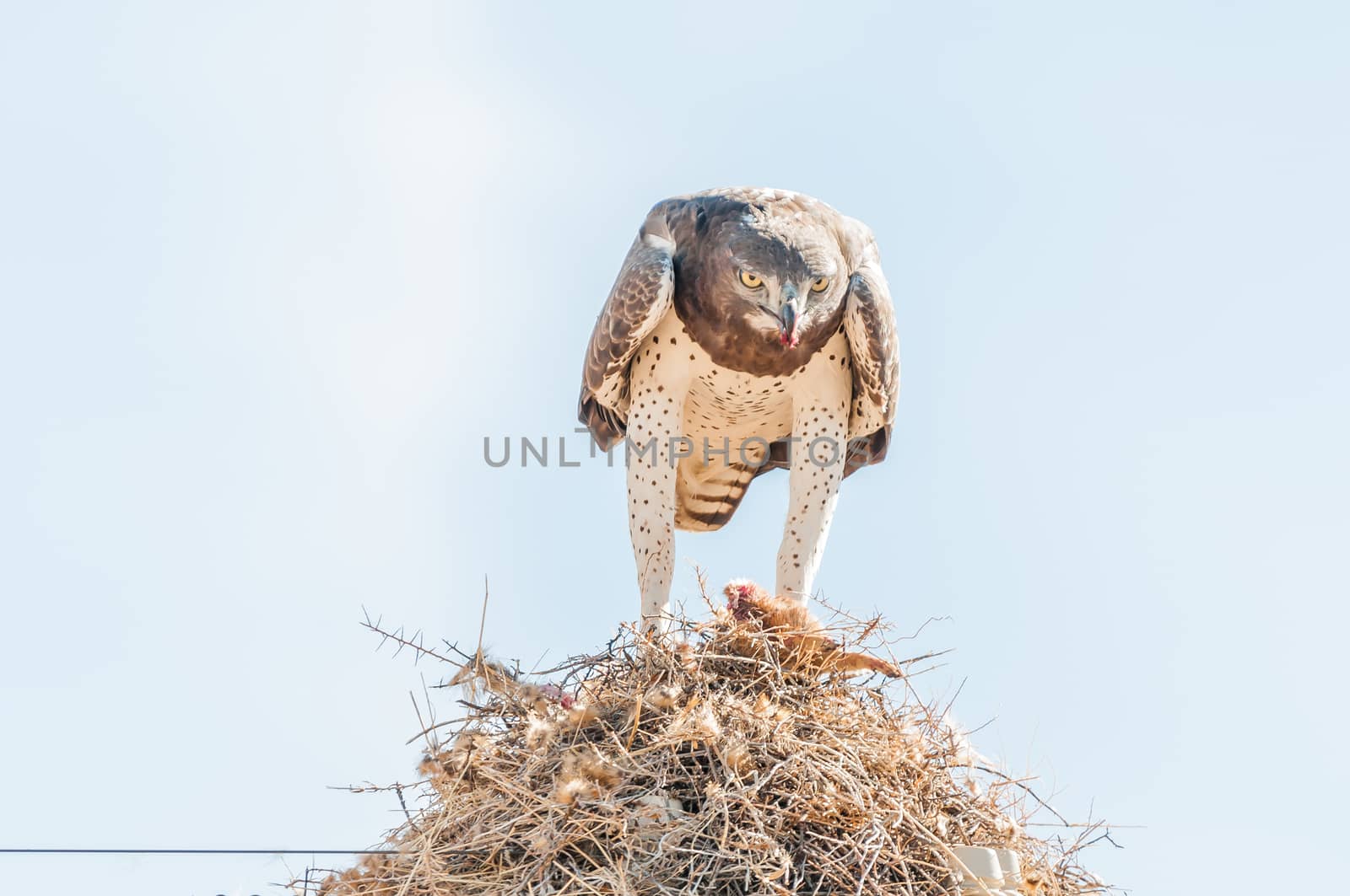 A martial eagle, Polemaetus bellicosus, eating prey on top of a communal bird nest, built on top a a telecommunications pole near Groblershoop in the Northern Cape Province