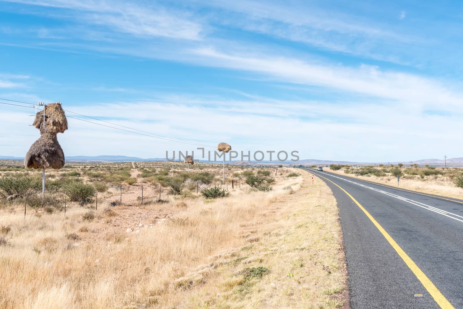 Communal bird nests, built on top of telecommunication poles next to the N8-road near Groblershoop in the Northern Cape Province