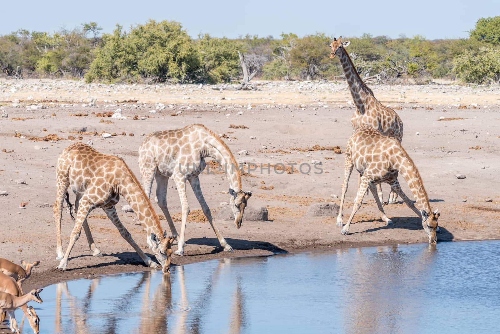 Namibian giraffes, giraffa camelopardalis angolensis, drinking water at a waterhole in Northern Namibia