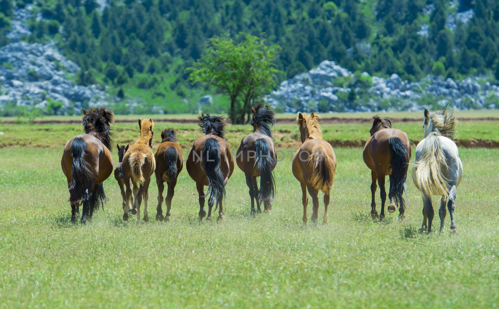 wild and wild horses of nature