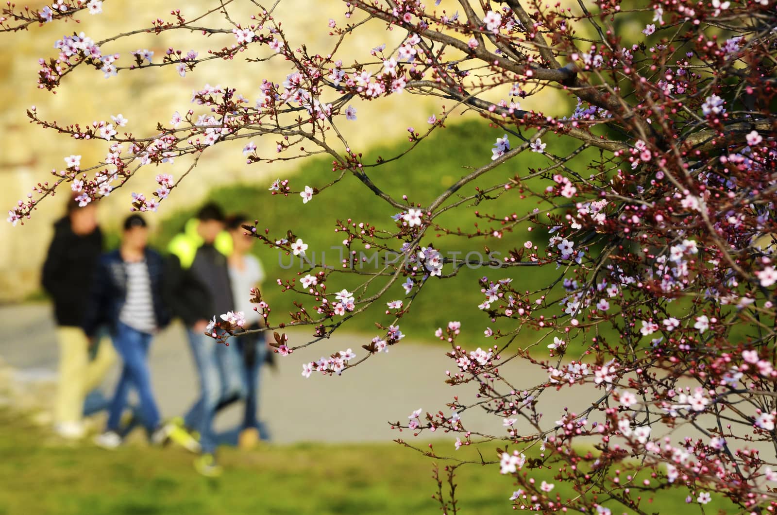 View on colorful cherry tree with lot of flowers in spring on a sunny day