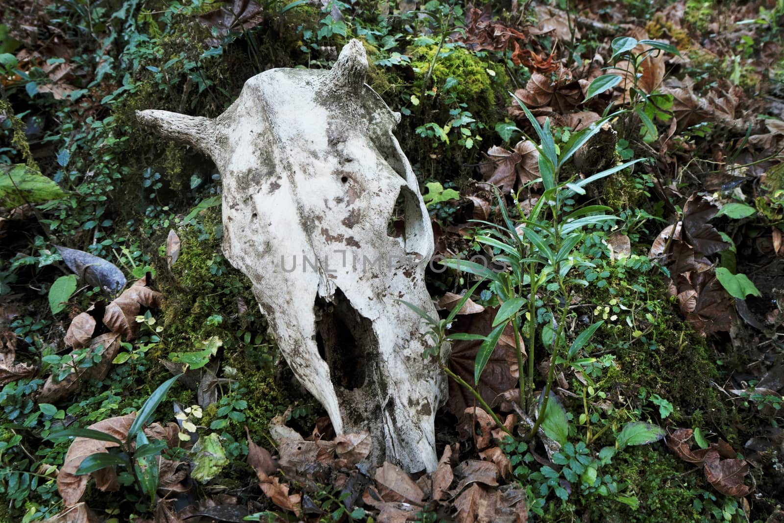 dead cow's skull in the grass