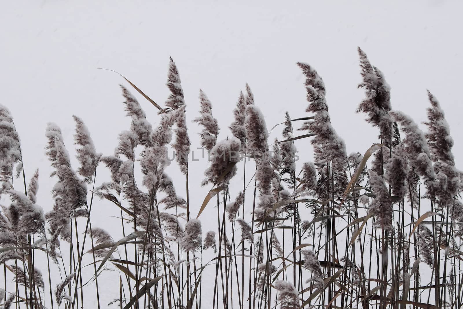 Winter. Cane on white background covered with fluffy snow