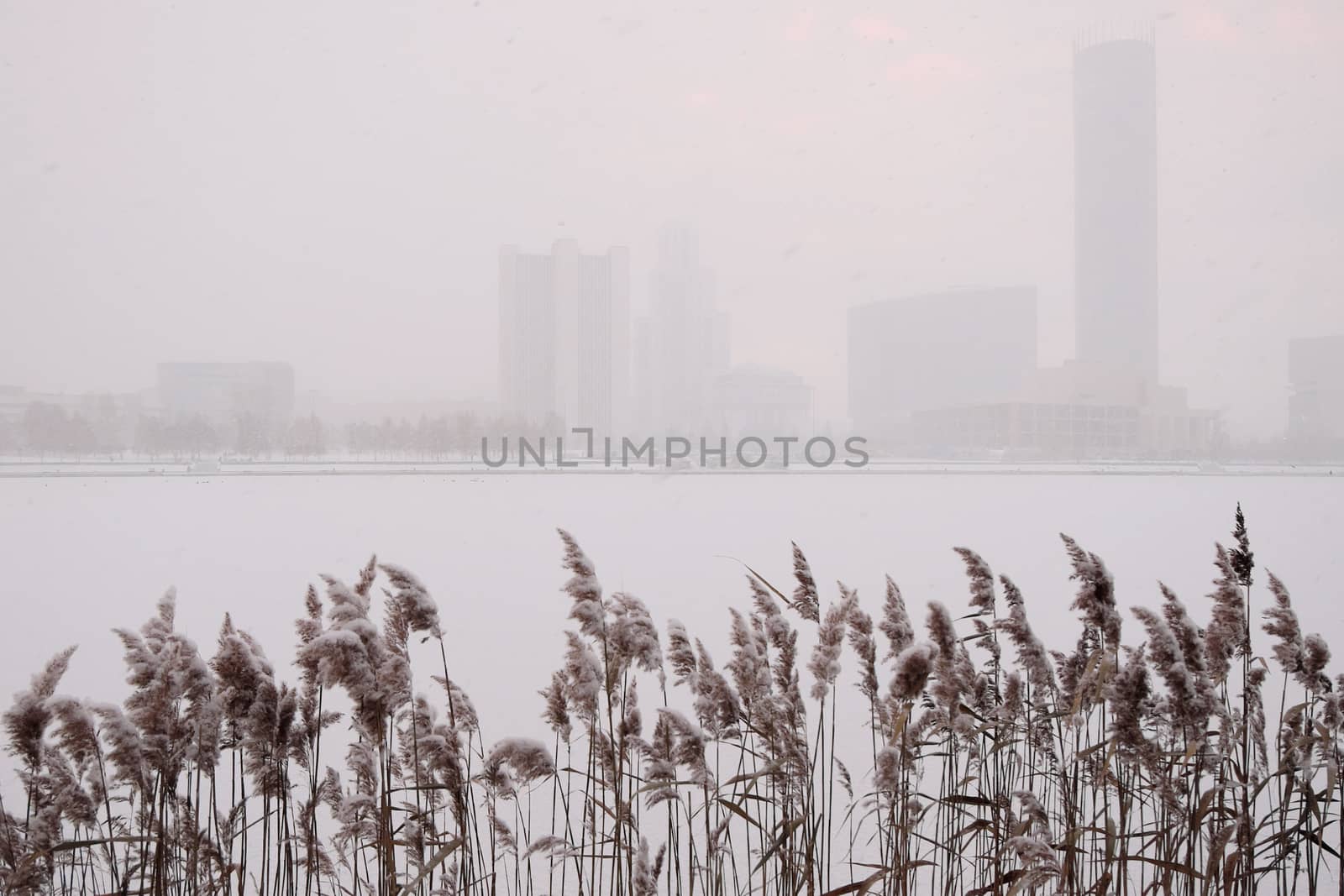 Уekaterinburg. Reed in the snow on the bank of a city pond with silhouettes of houses