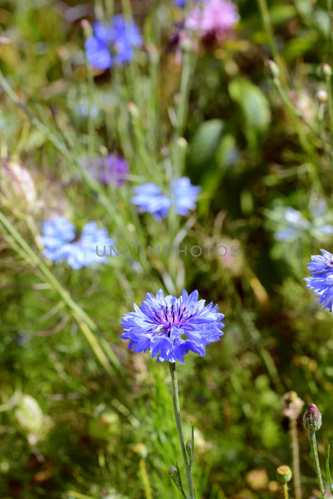 Blue cornflower, growing among purple and pink cornflowers and lush green foliage