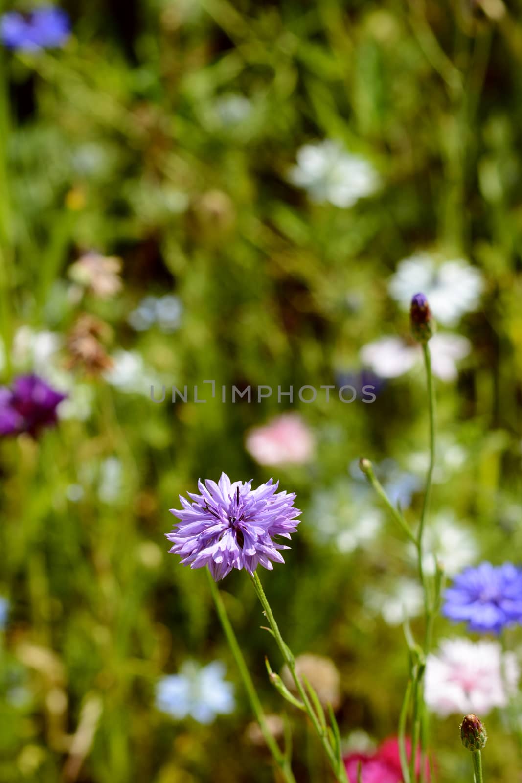 Lilac cornflower against a blurred background of colourful flowers and green foliage