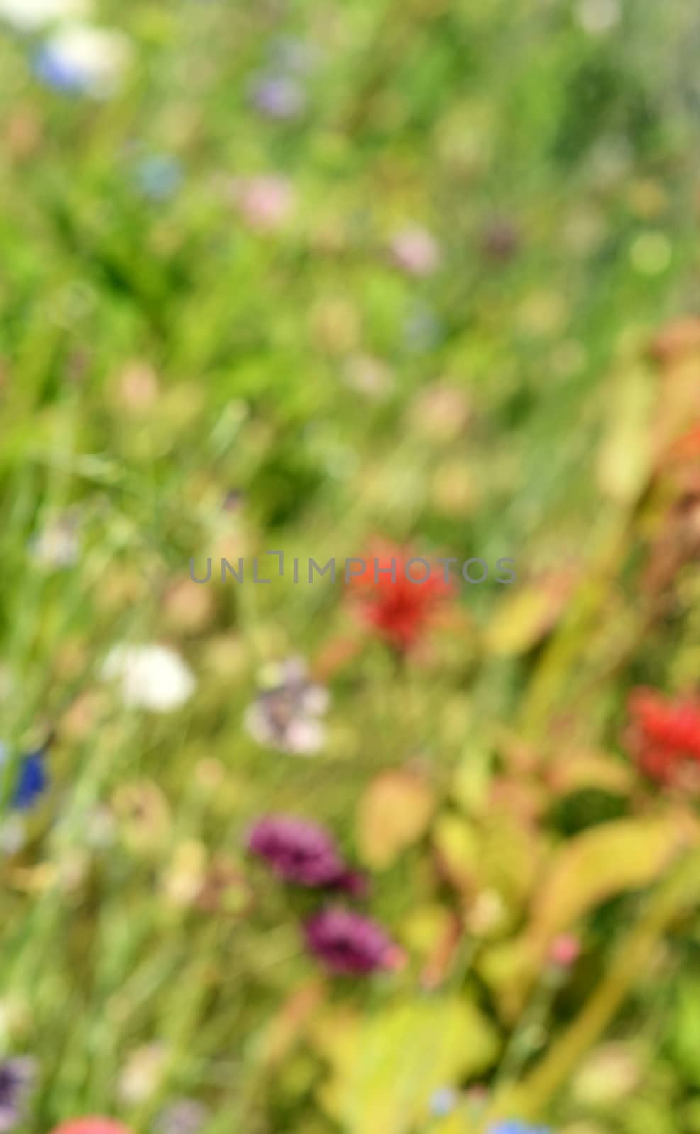 Abstract defocussed background of colourful flowers and foliage in different shades of green