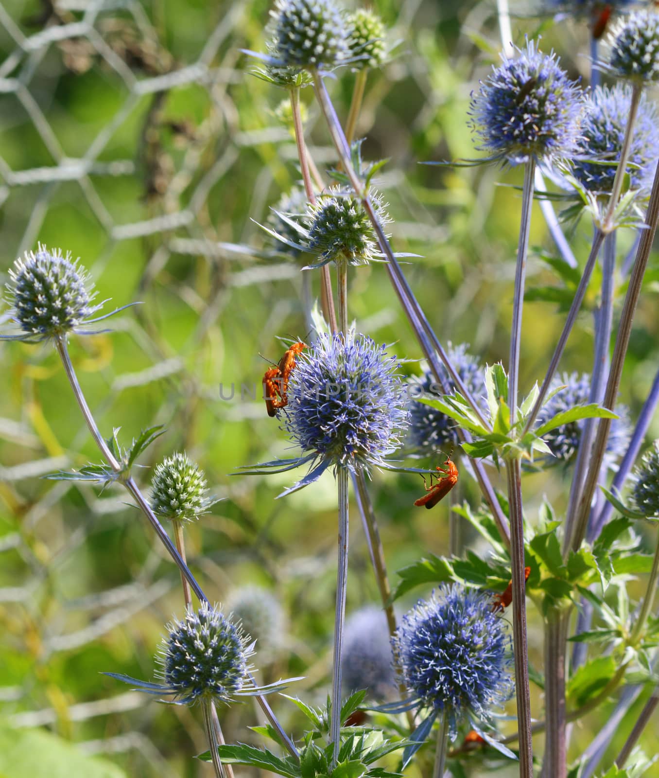Three common red soldier beetles on blue sea holly flowers. One insect hangs from a leaf, while two mate on top of the flower