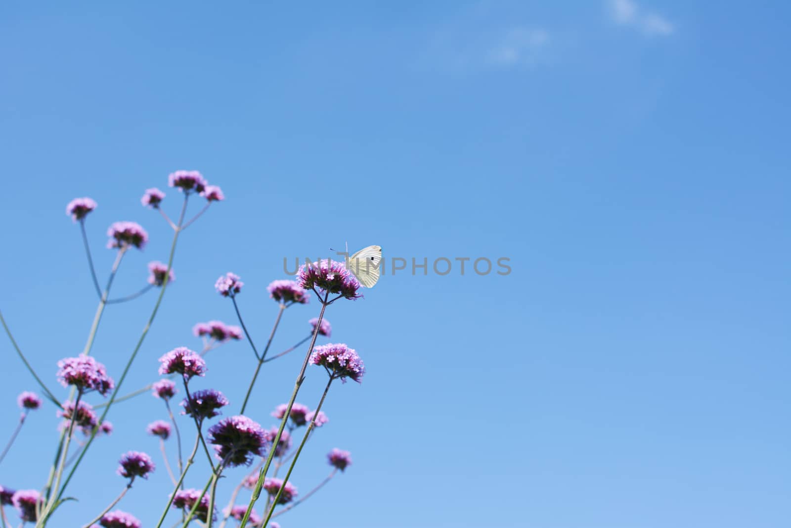 Cabbage white butterfly on top of tall verbena flower stems against a bright blue sky