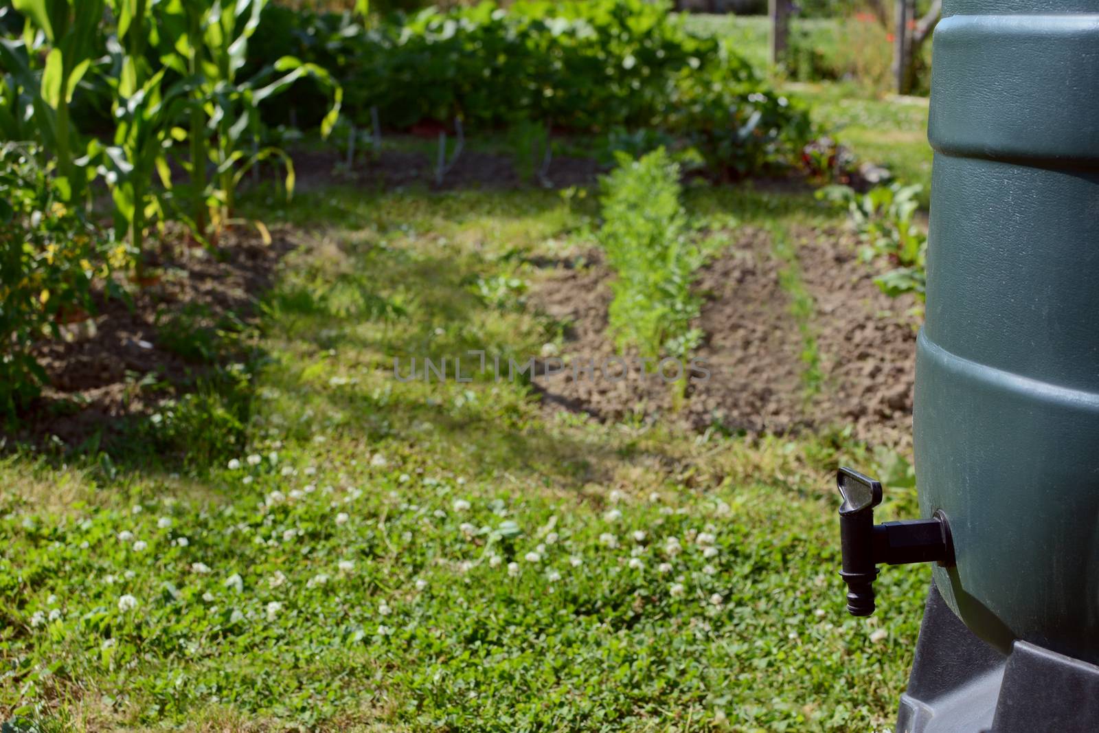 Green rain barrel with black tap in selective focus against an allotment garden. Vegetable plants grow in beds beyond. Collecting rainwater is an environmentally friendly way to water the garden.