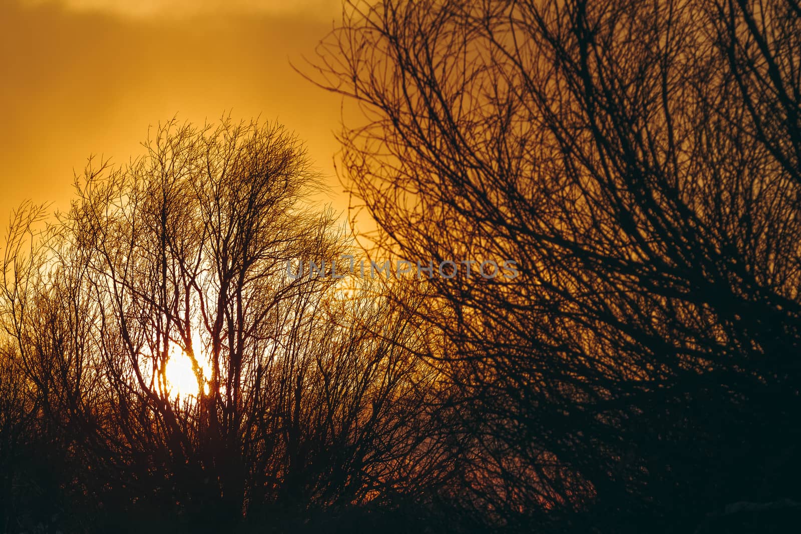 Hot yellow winter sunrise against the trees without leaves