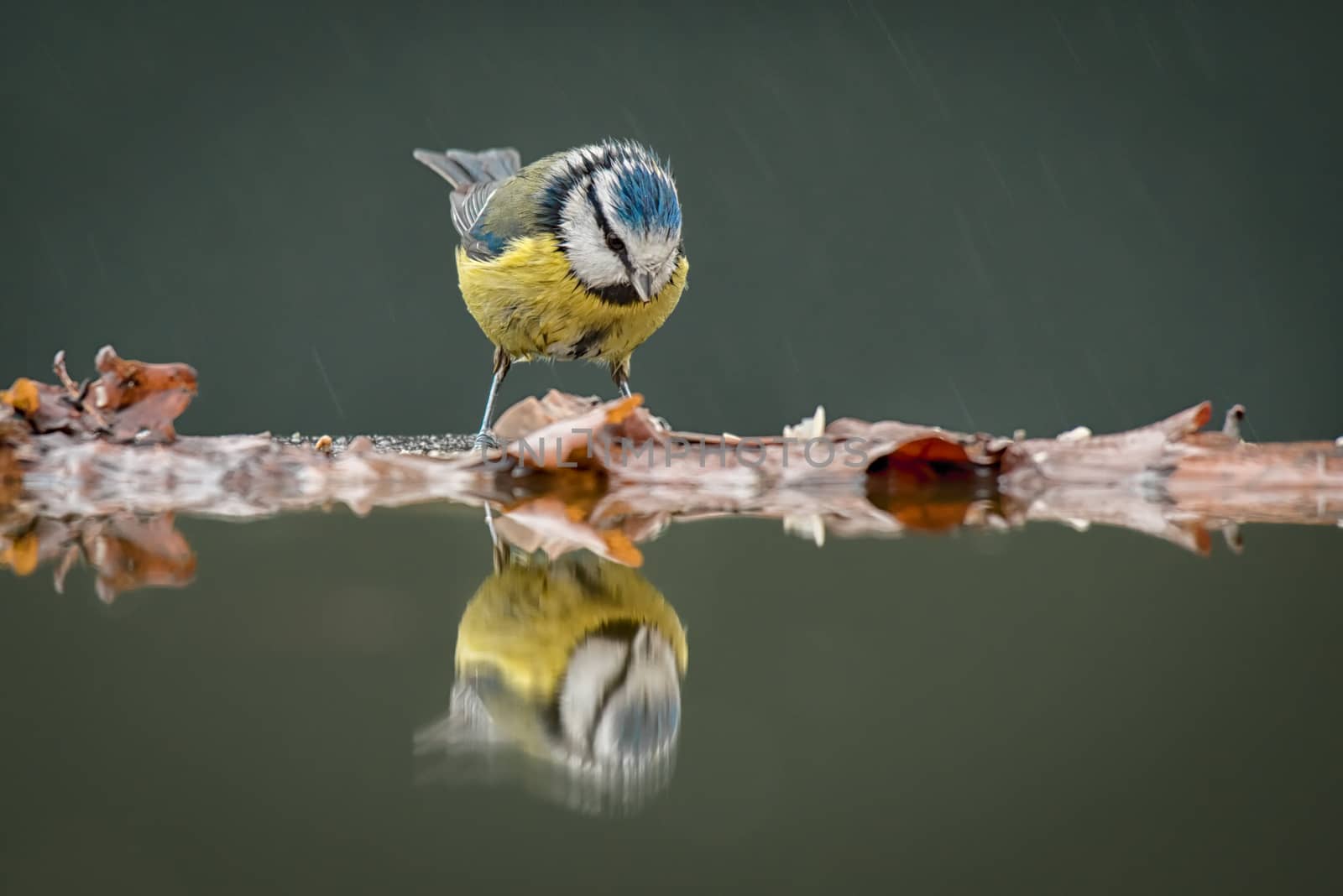 Taken in the rain, this very wet blue tit (Cyanistes caeruleus) looking at its reflection in the water.