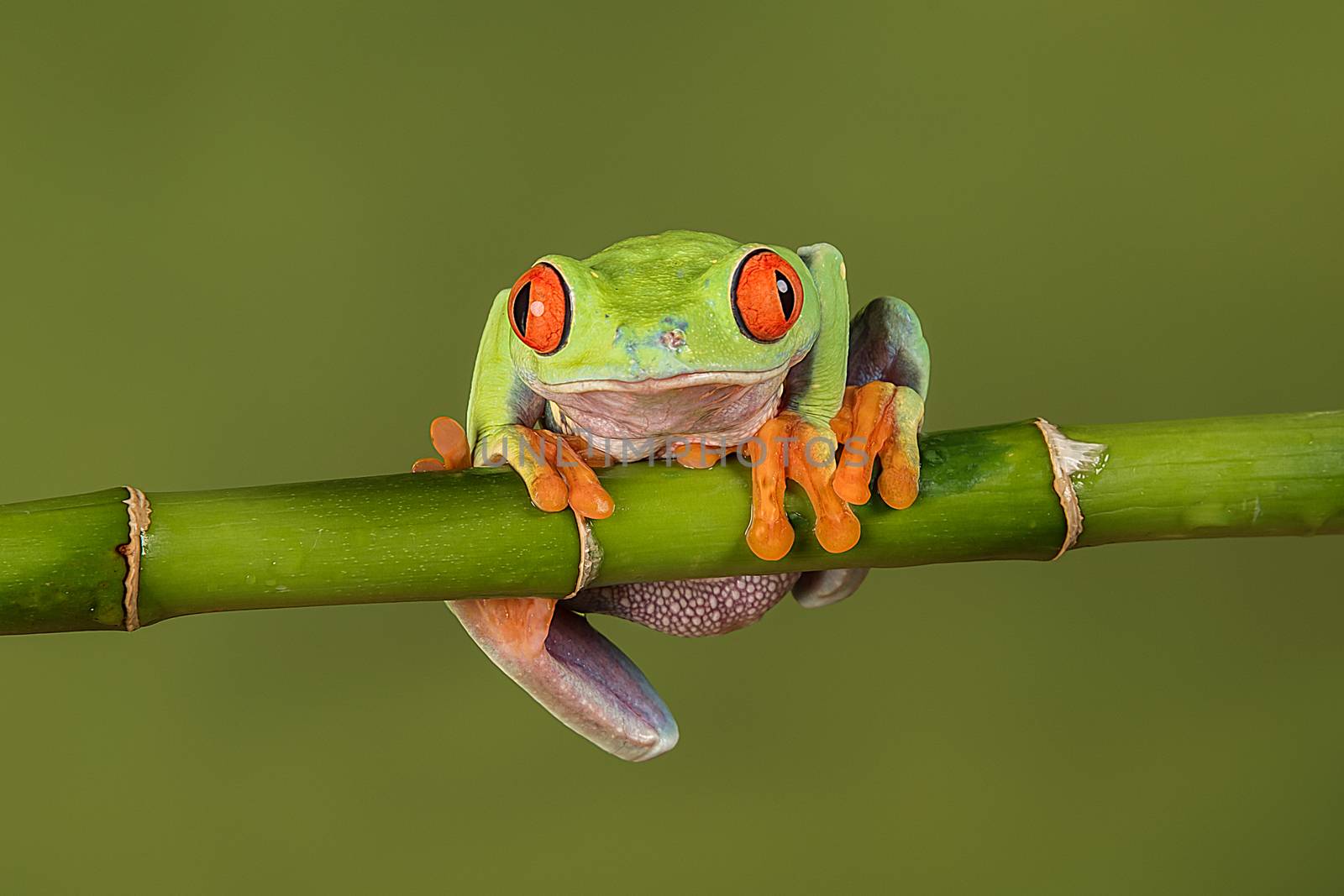 Red eyed tree frog by alan_tunnicliffe