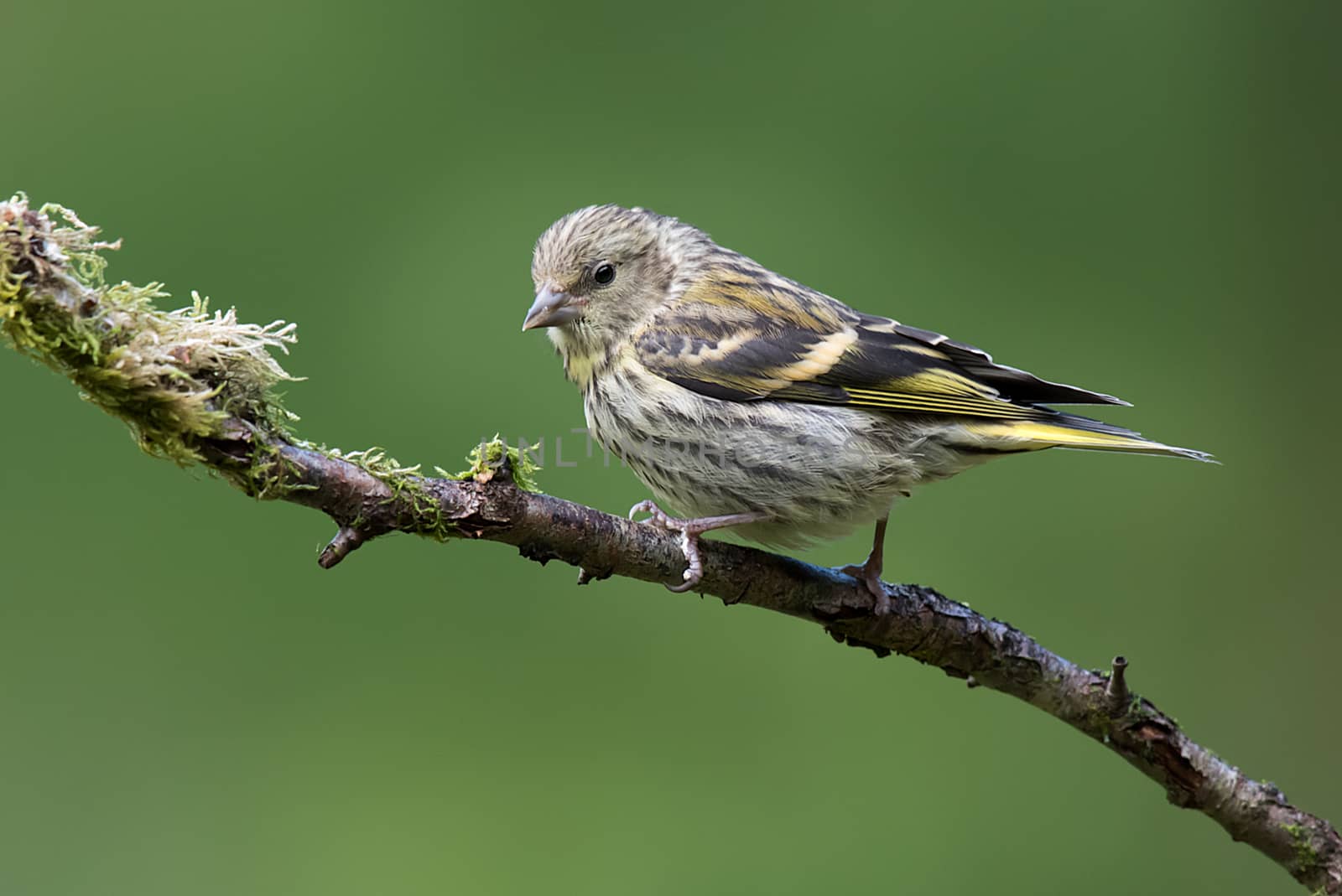 A female siskin sit on a branch looking slightly down to the left