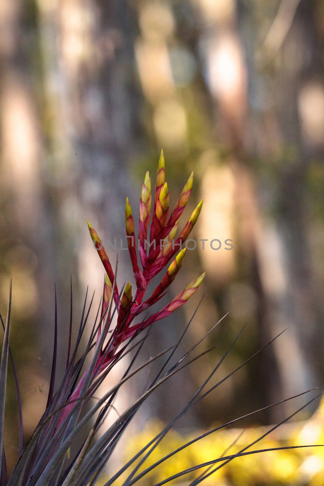 Bromeliad Tillandsia flowers bloom on the side of a cypress tree by steffstarr