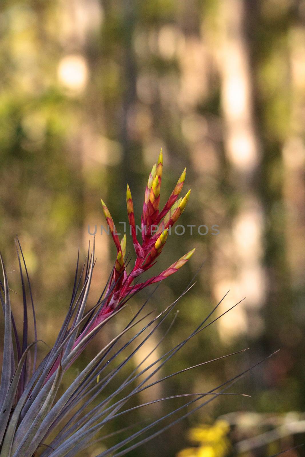 Bromeliad Tillandsia flowers bloom on the side of a cypress tree by steffstarr