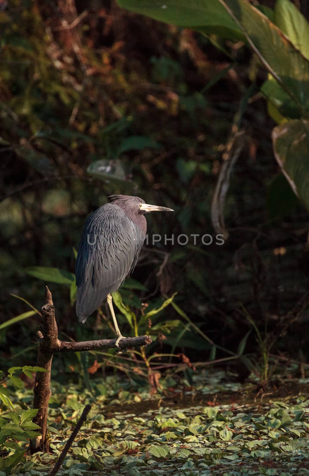 Little blue heron bird Egretta caerulea by steffstarr