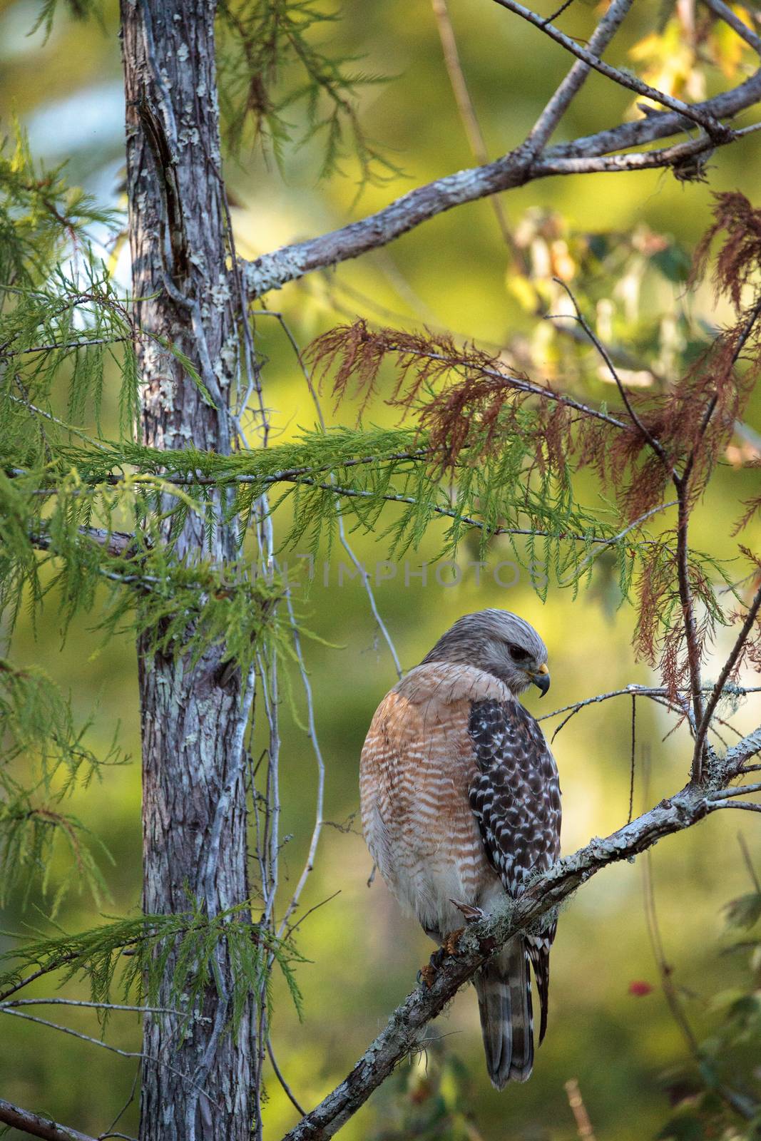 Red shouldered Hawk Buteo lineatus hunts for prey in the Corkscrew Swamp Sanctuary of Naples, Florida