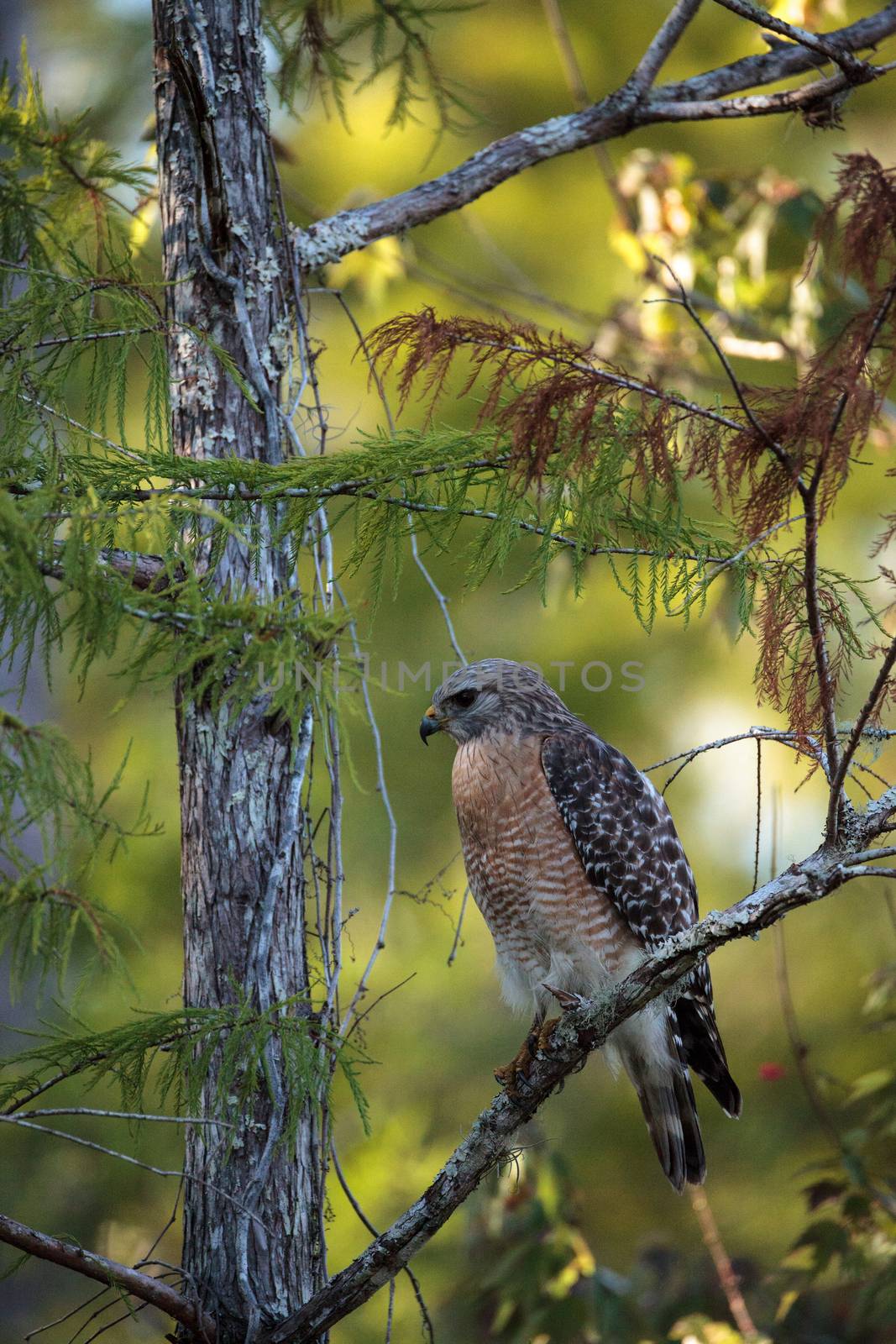 Red shouldered Hawk Buteo lineatus hunts for prey by steffstarr