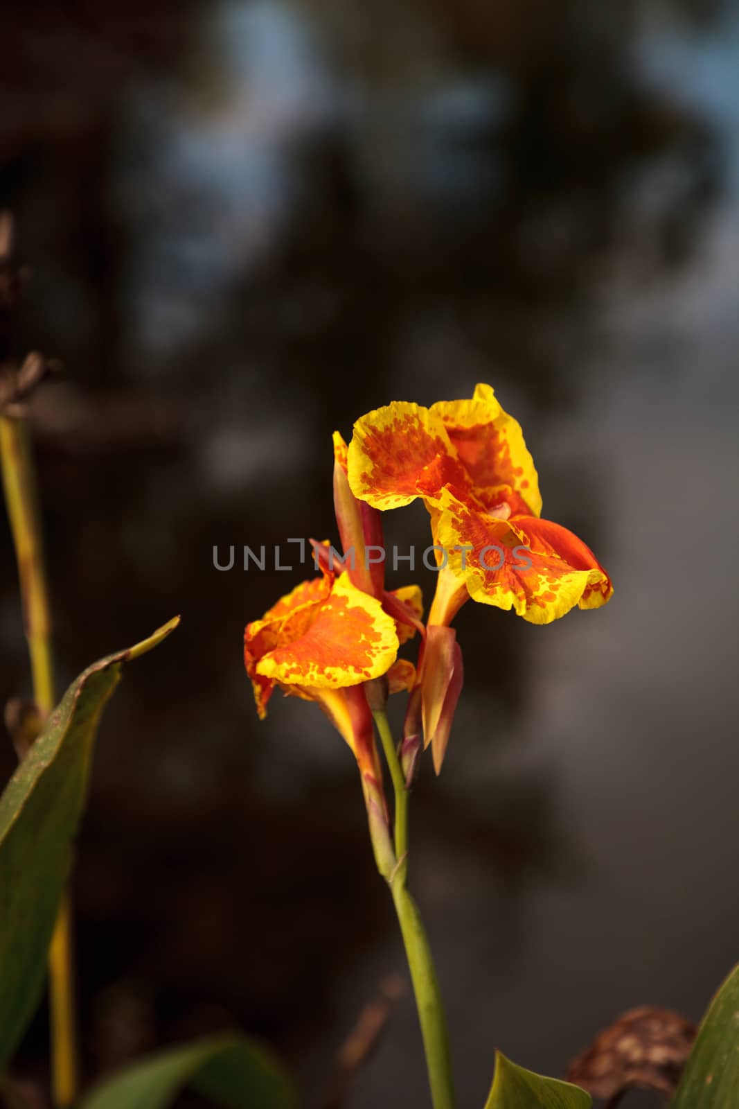 Orange and yellow Canna lily flower by steffstarr