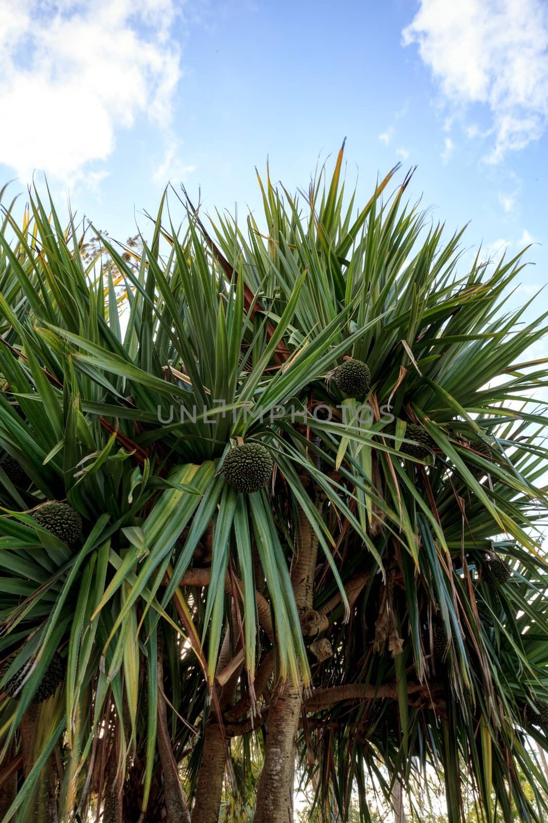 Fruit grows on a screwpine tree Pandanus utilis  by steffstarr