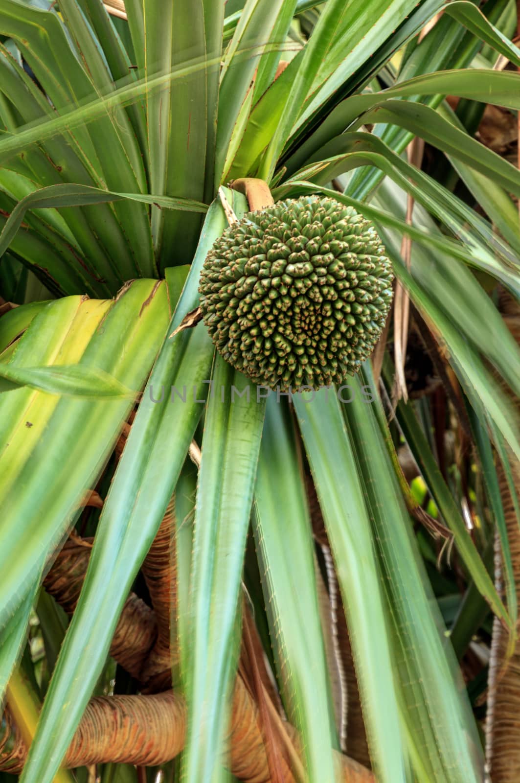 Fruit grows on a screwpine tree Pandanus utilis in Southern Florida but it is native to Madagascar