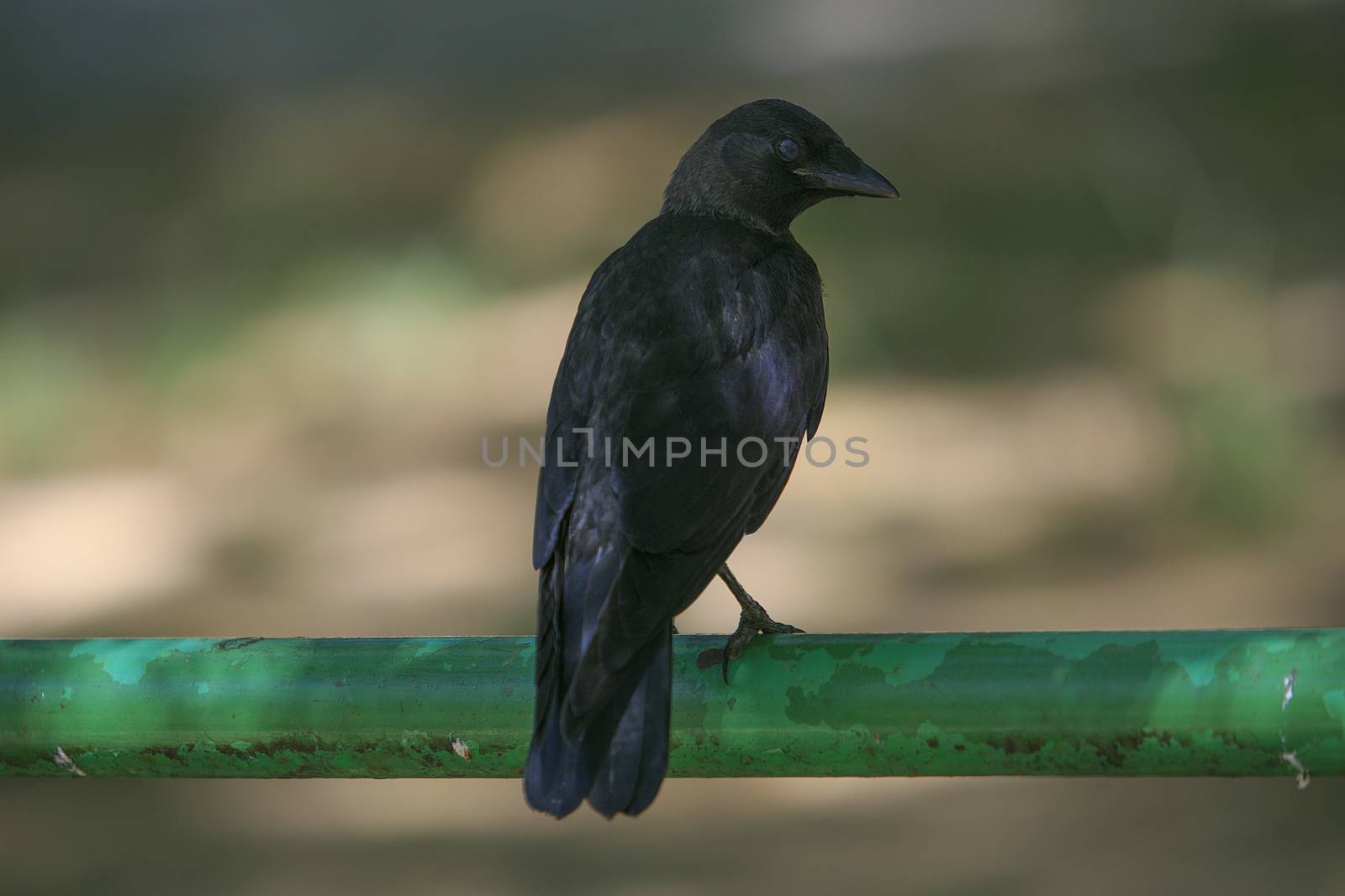 Black bird in the park