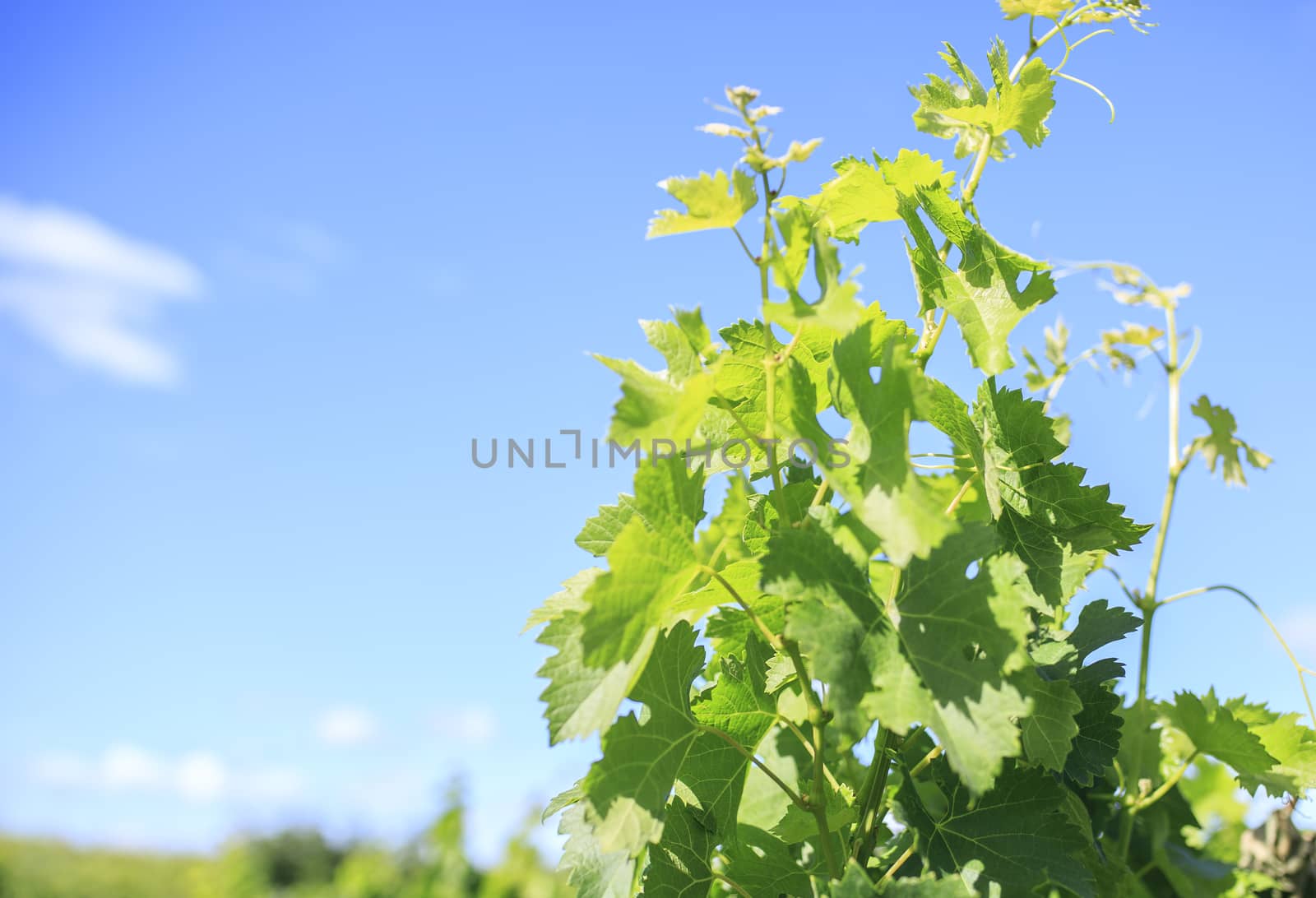 Vineyard in the  south of France