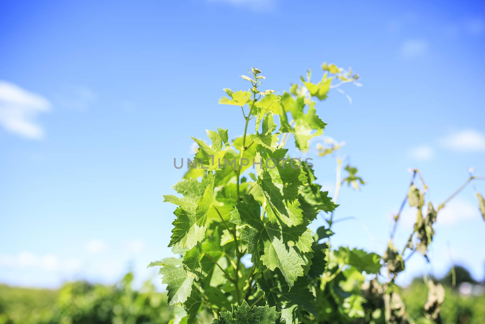 Vineyard in the  south of France