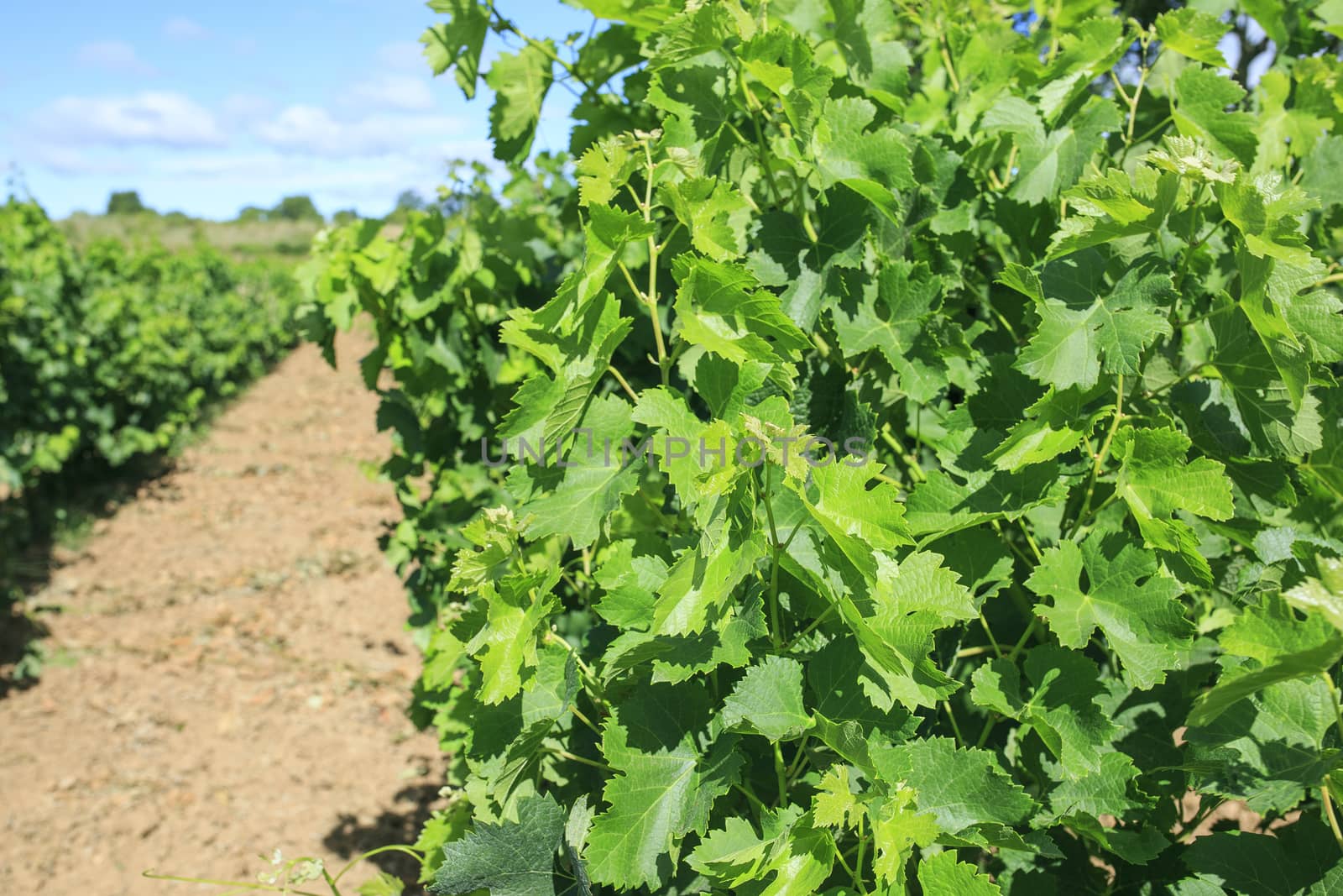 Vineyard in the  south of France