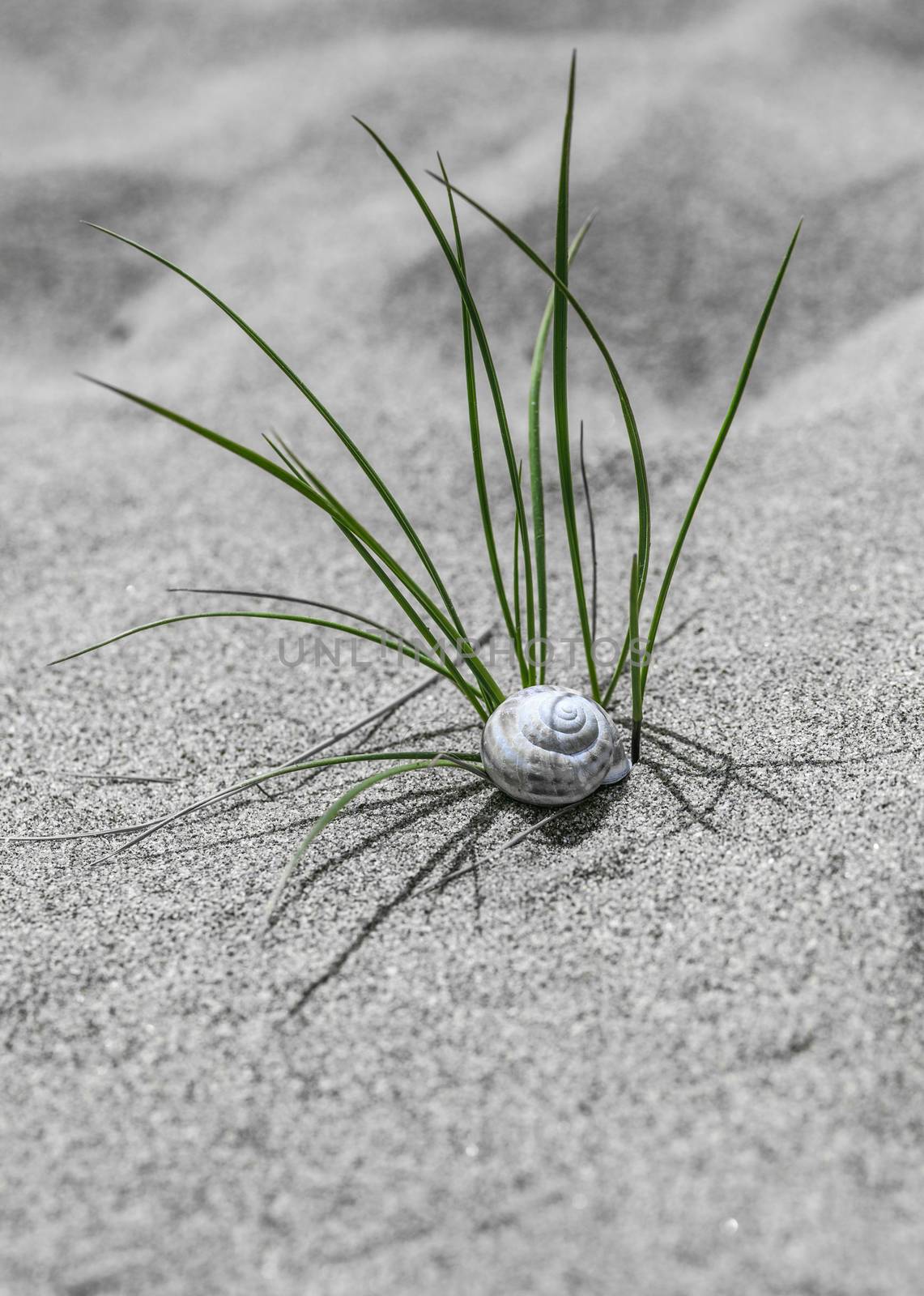 Snail dreaming on the beach