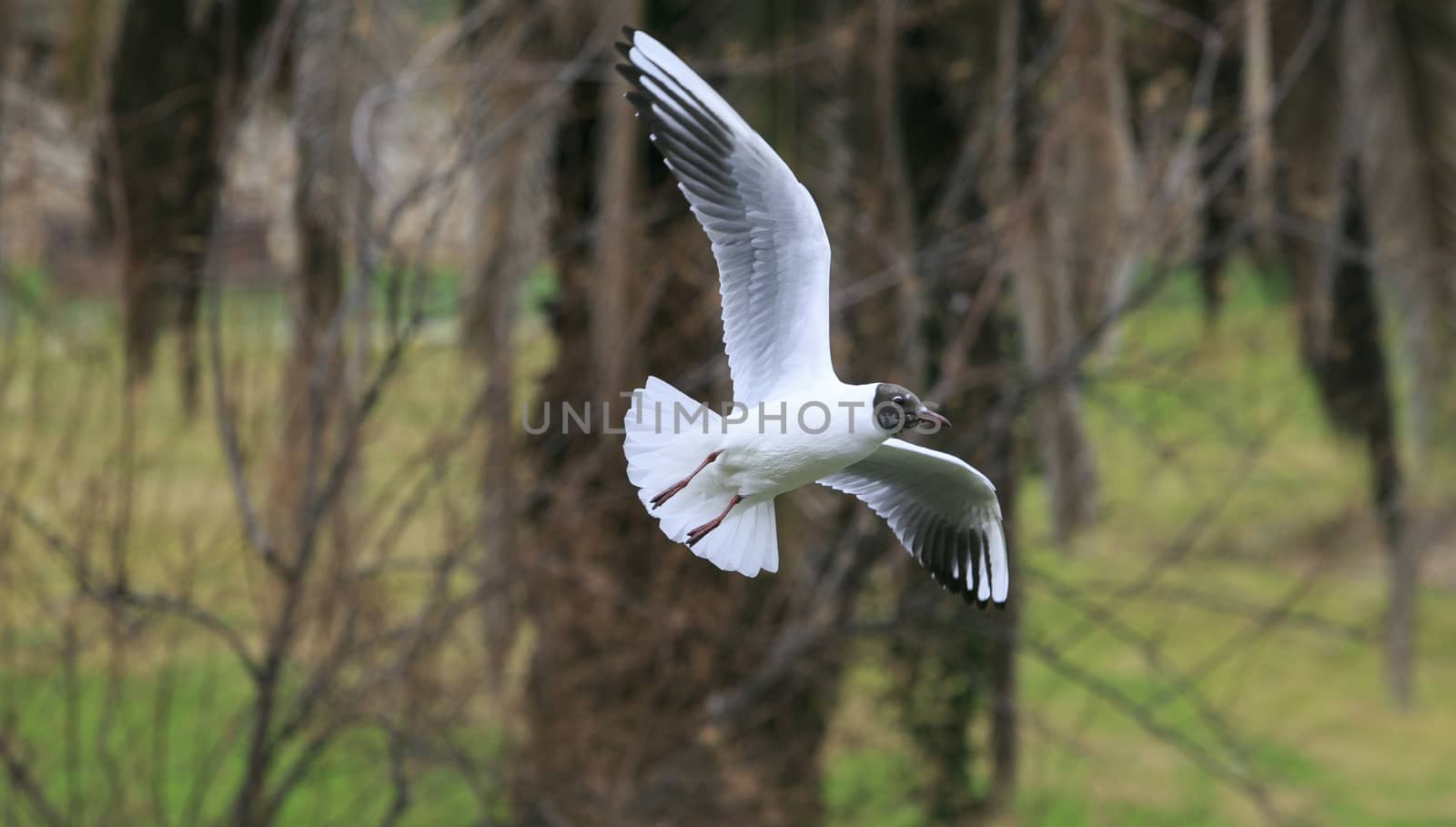 Doves flying in the park