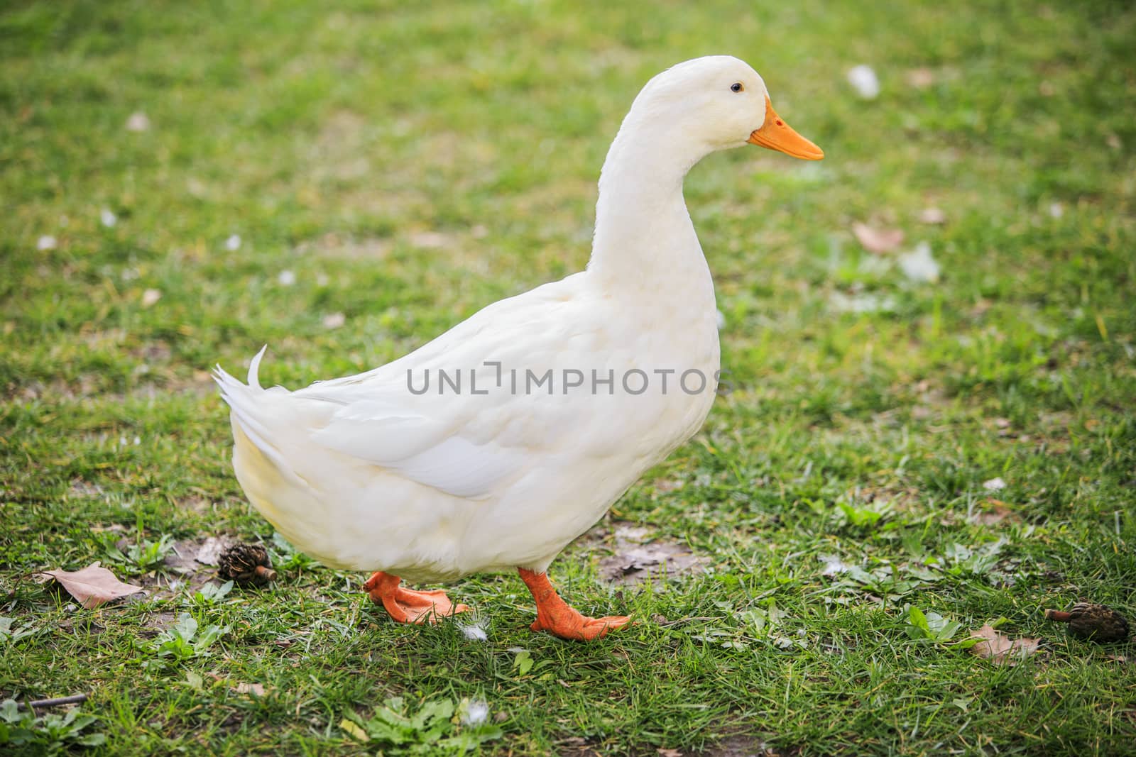 Duck walking in the park by nachrc2001