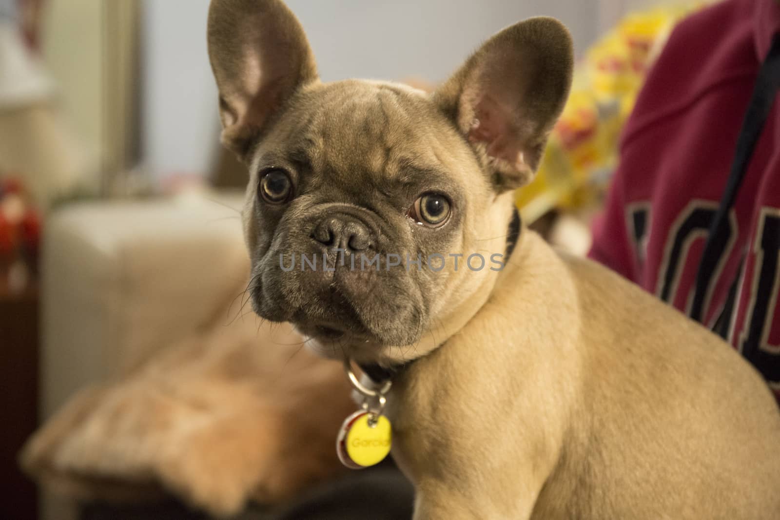 Little french bulldog