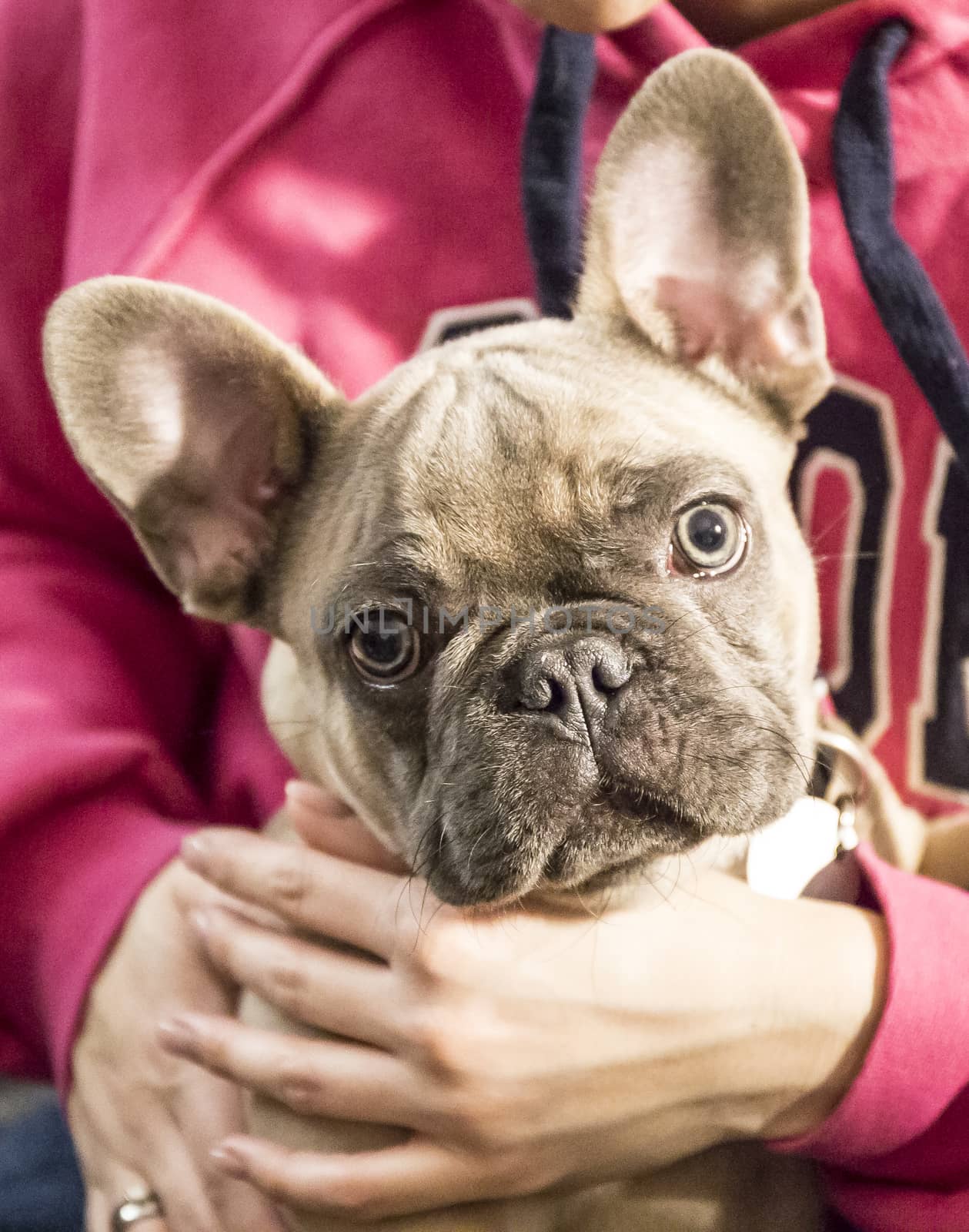 Little french bulldog