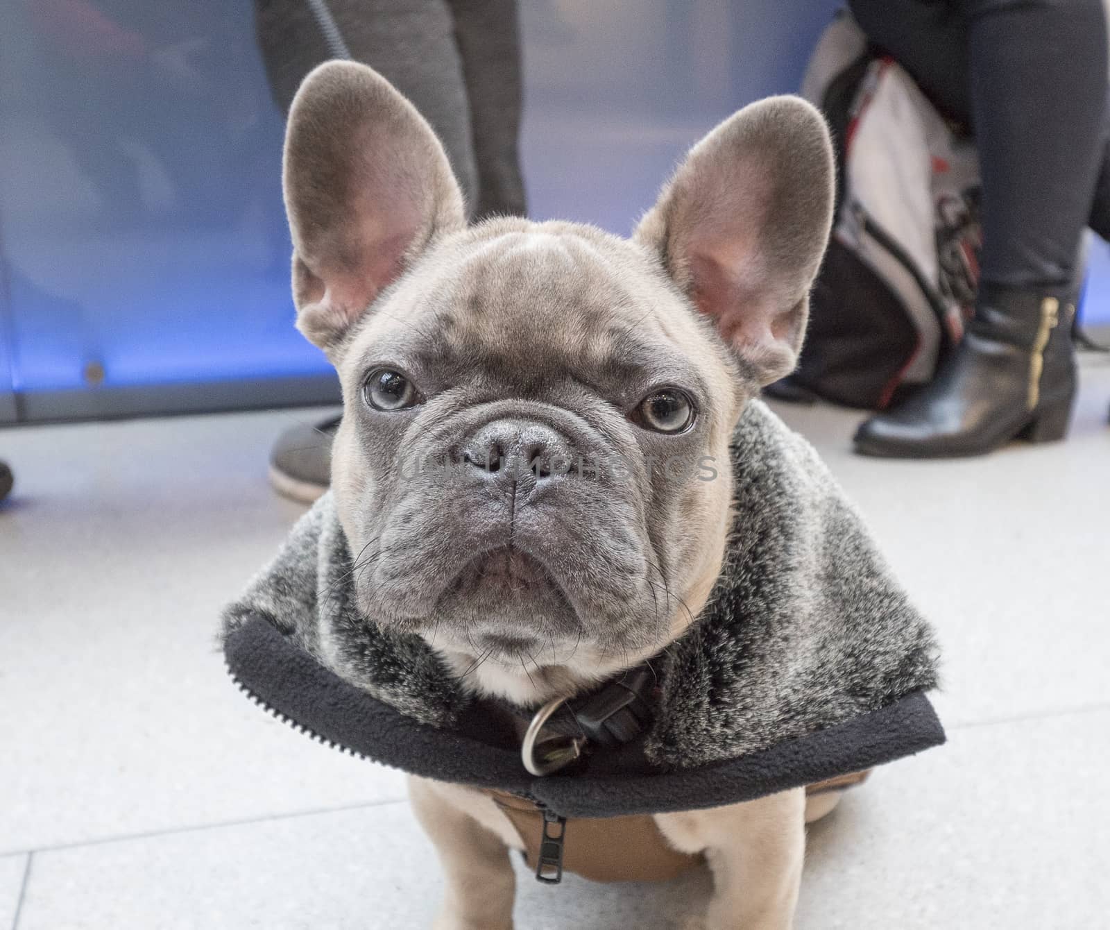 Little puppy french bulldog