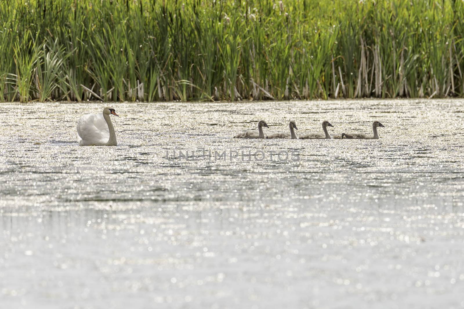 Mute Swans in Water by Emmoth