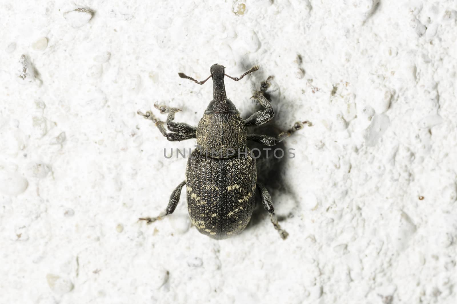 Large Pine Weevil Close Up on stone floor.