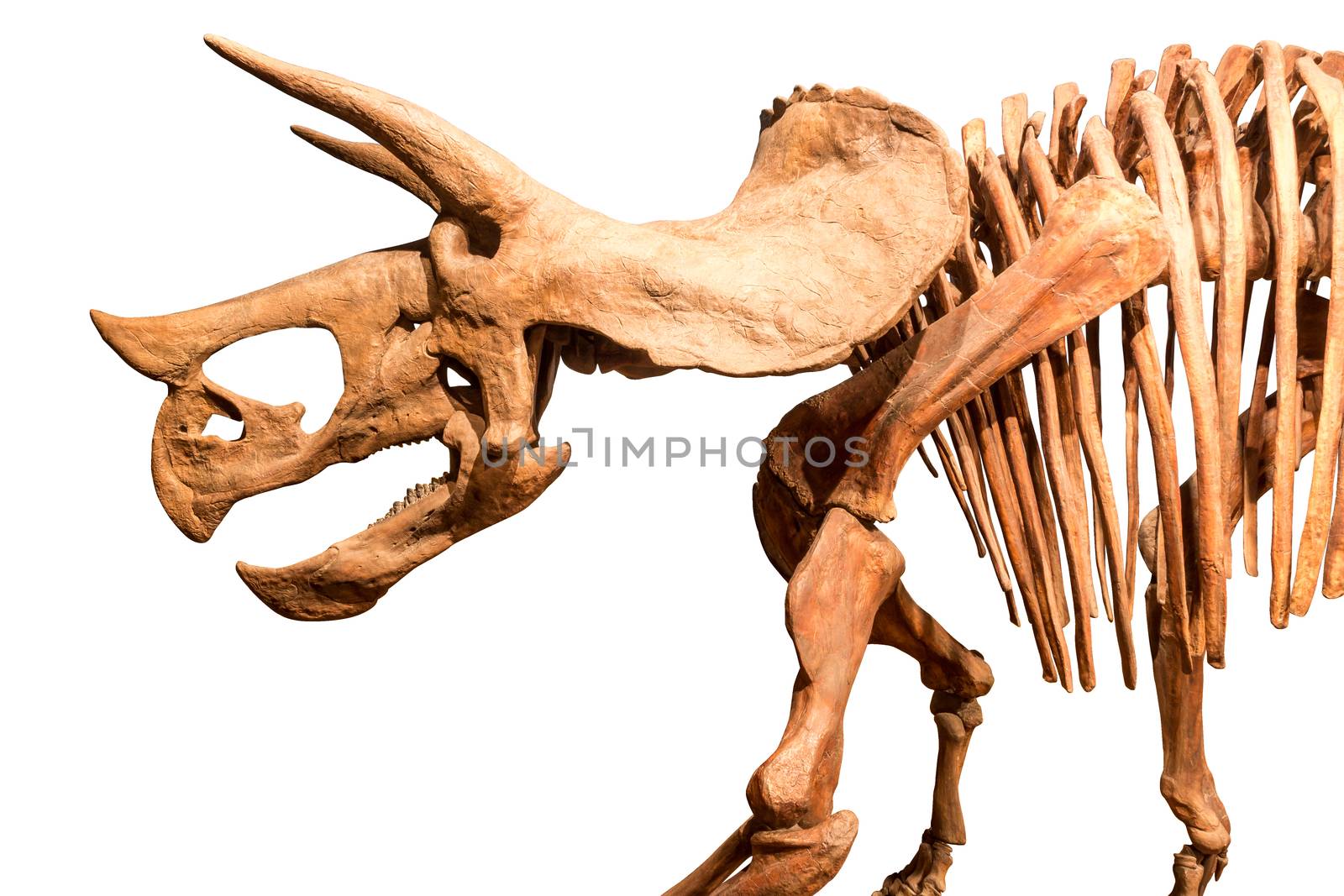 Skeleton of Triceratops . isolate background .