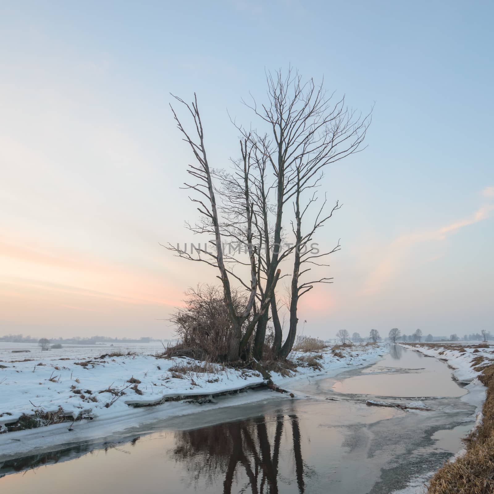 tree by TSpider